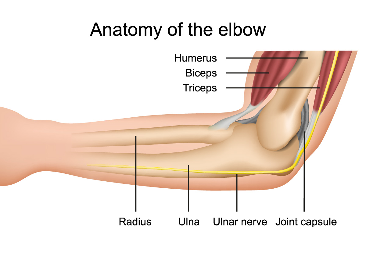 elbow anatomy